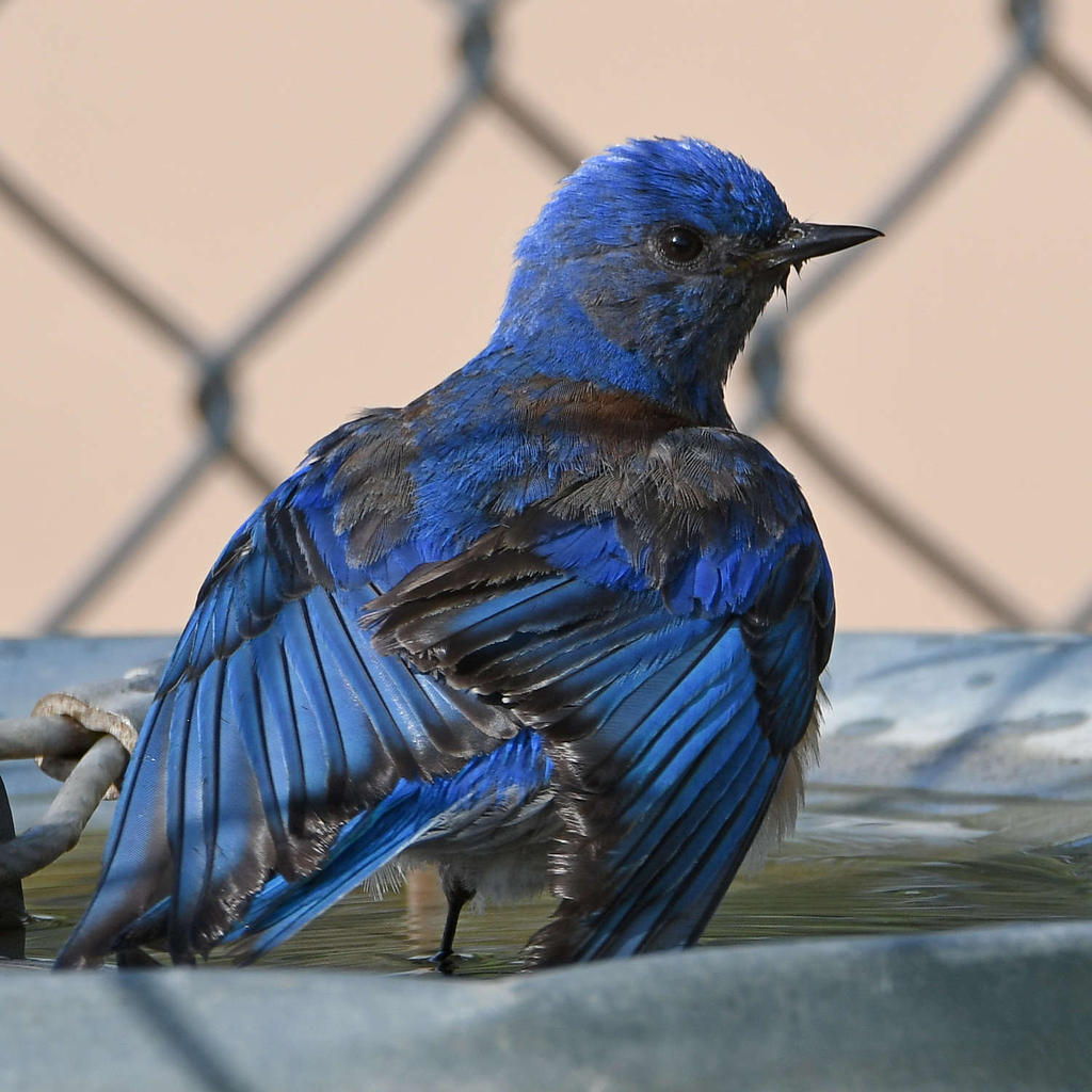 Bluebird5.jpg