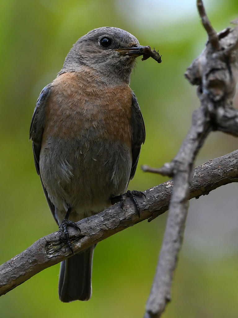 Bluebird5.jpg