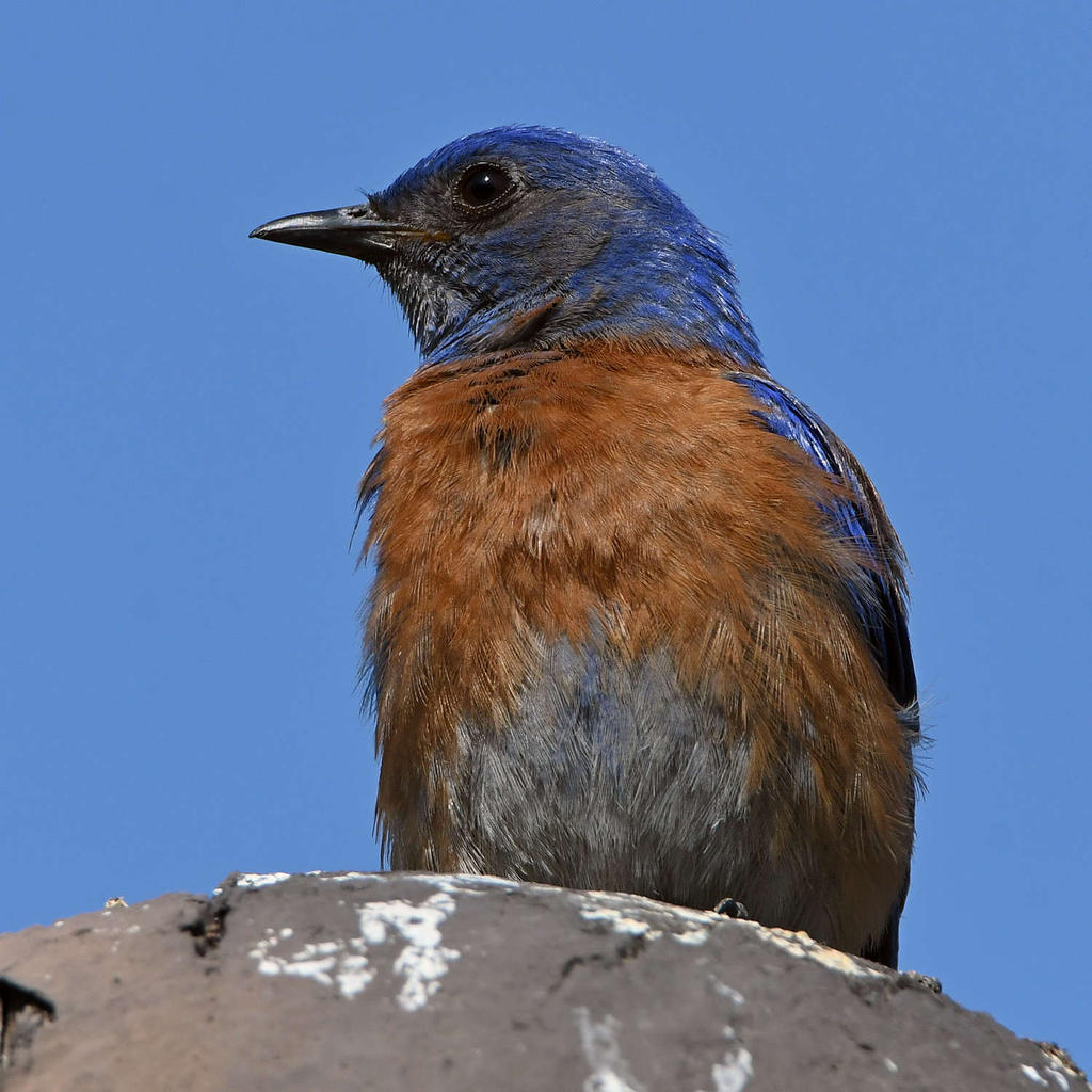 Bluebird5.jpg