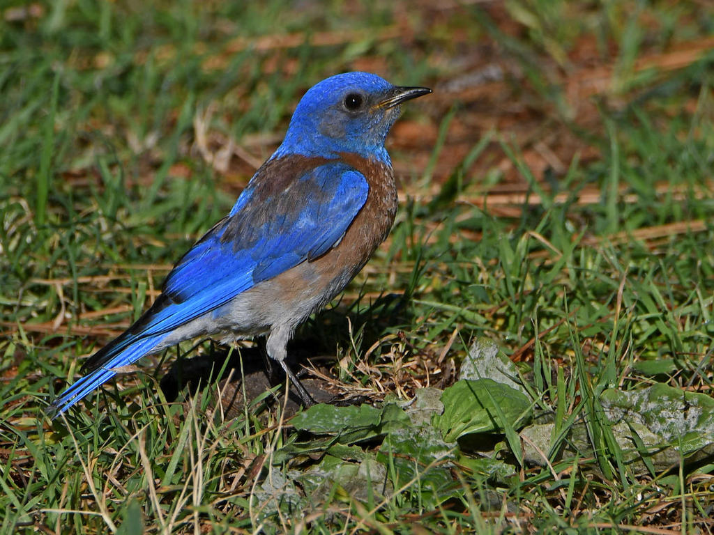 Bluebird5.jpg