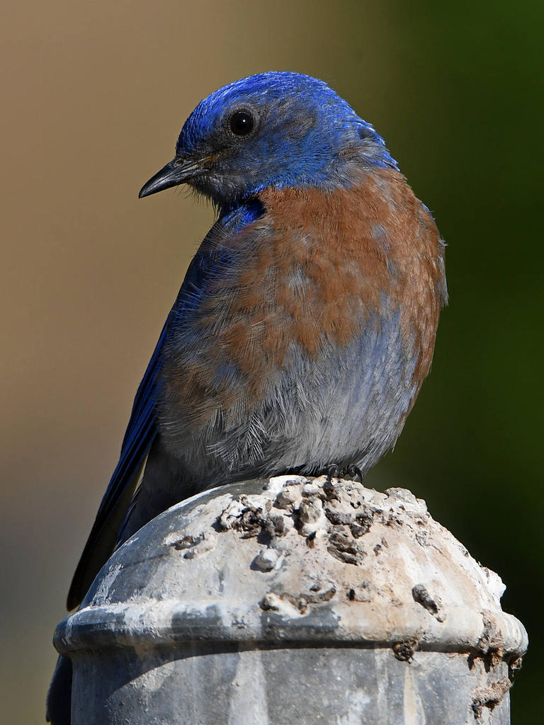 Bluebird5.jpg