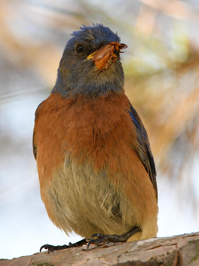 Bluebird5.jpg