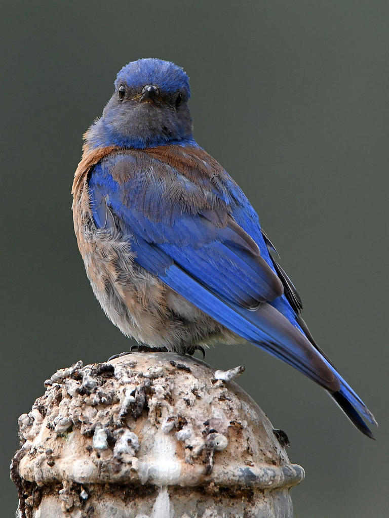 Bluebird5.jpg