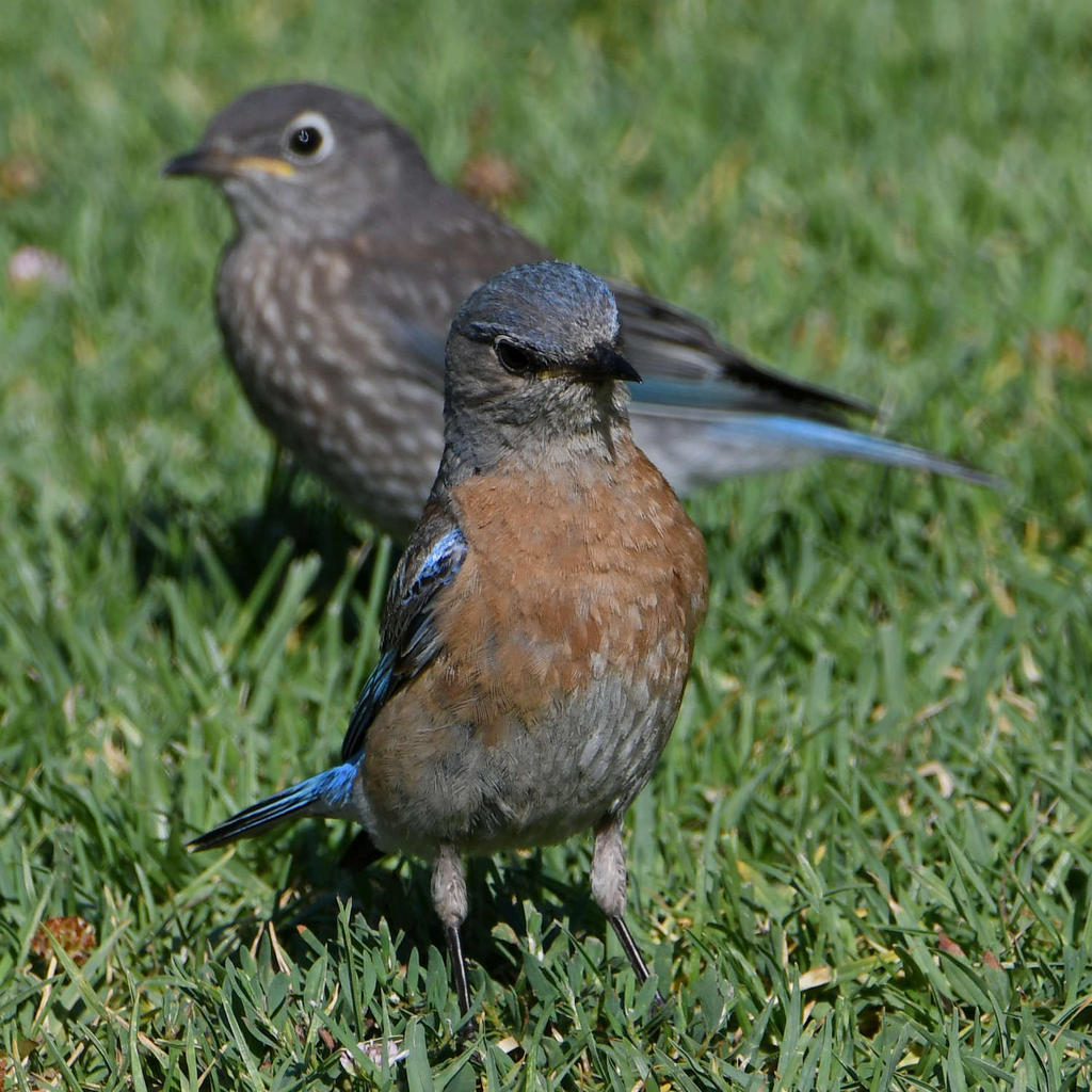 Bluebird5.jpg