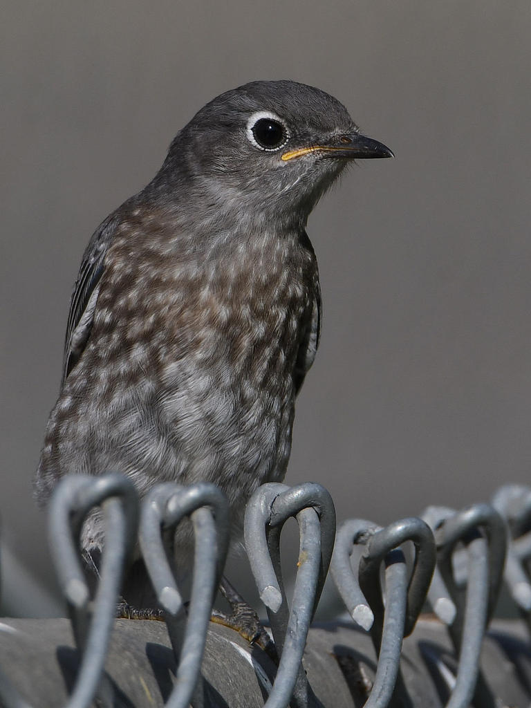 Bluebird5.jpg