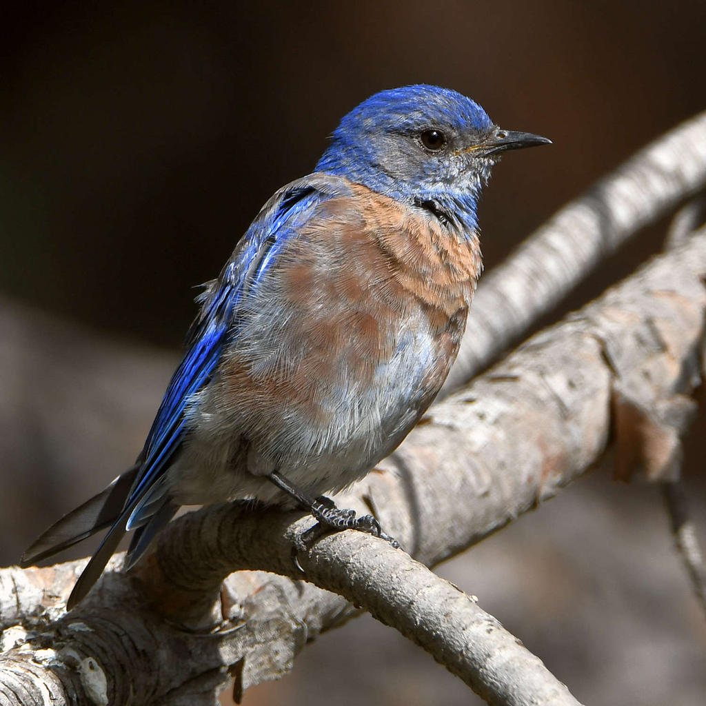 Bluebird5.jpg