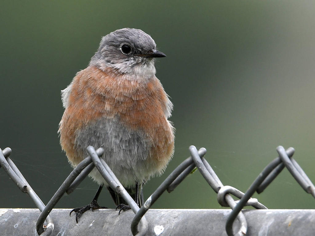 Bluebird5.jpg