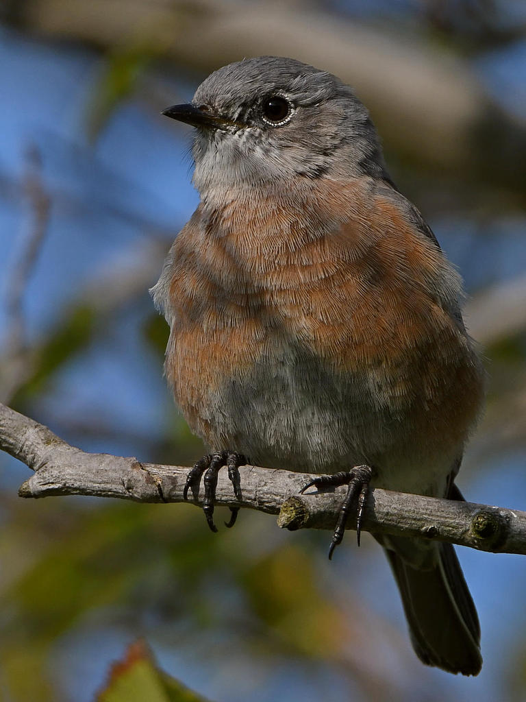 Bluebird5.jpg