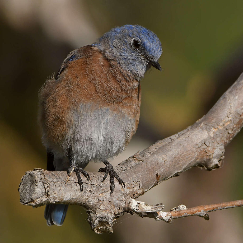 Bluebird5.jpg