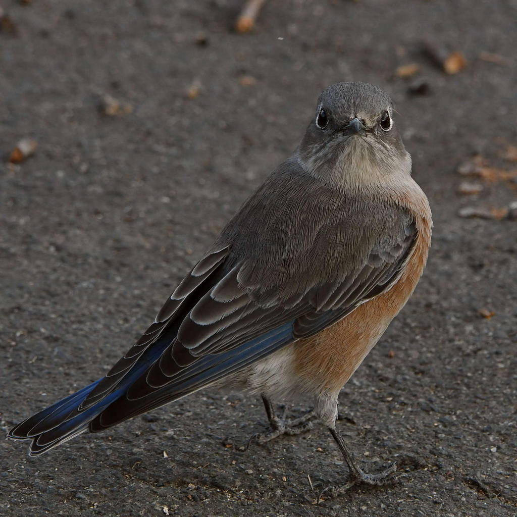 Bluebird5.jpg