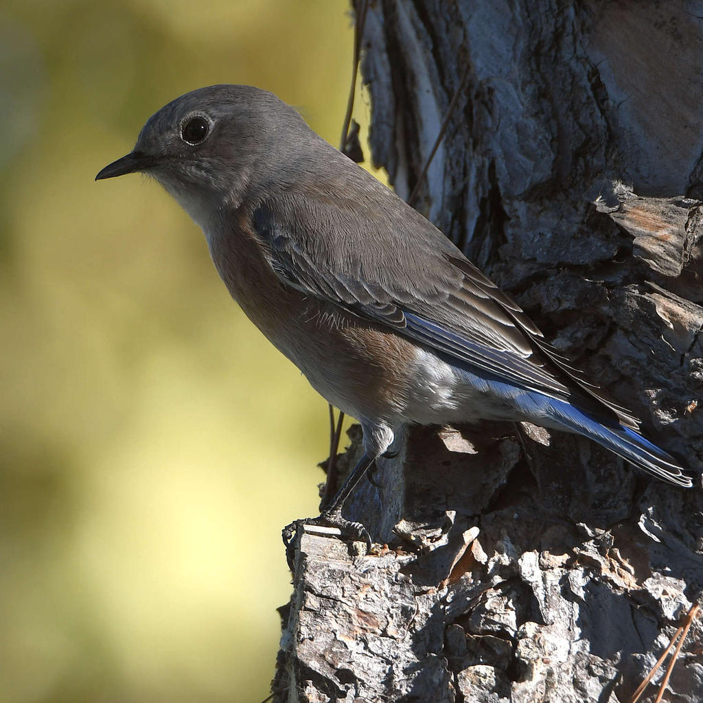 Bluebird5.jpg