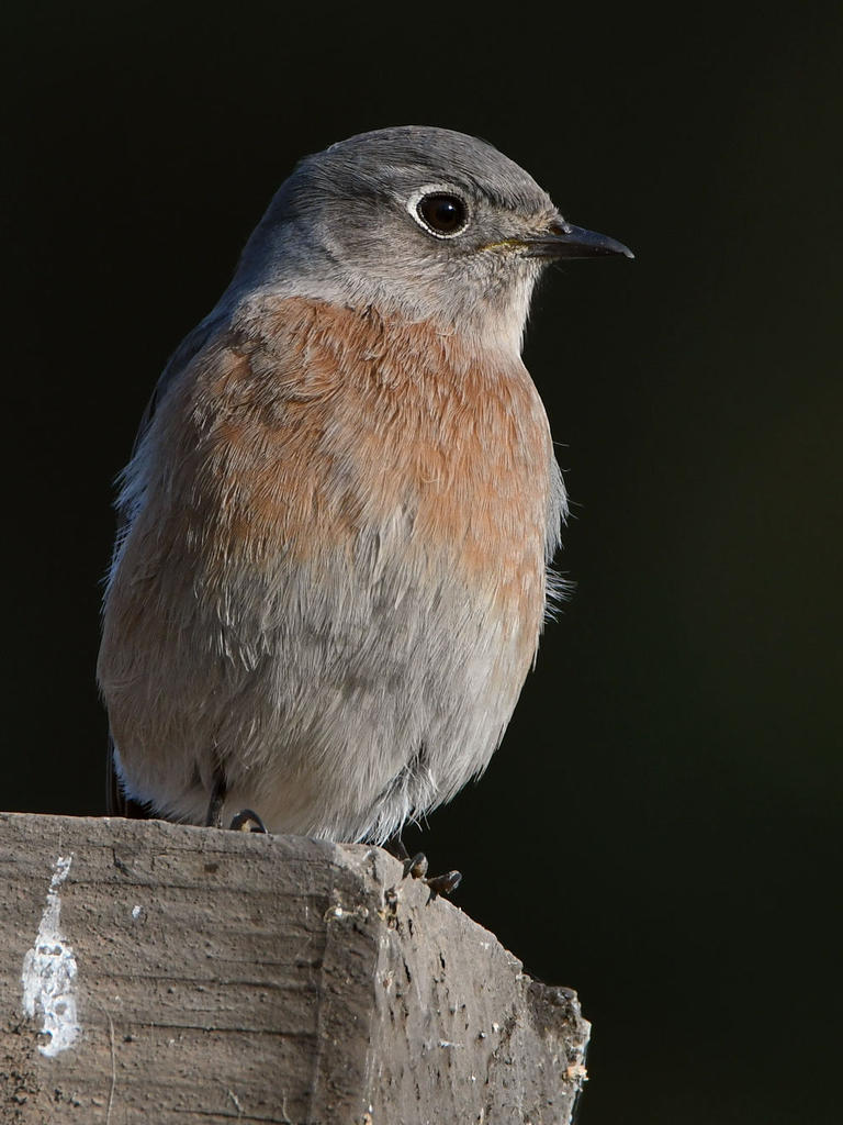 Bluebird5.jpg