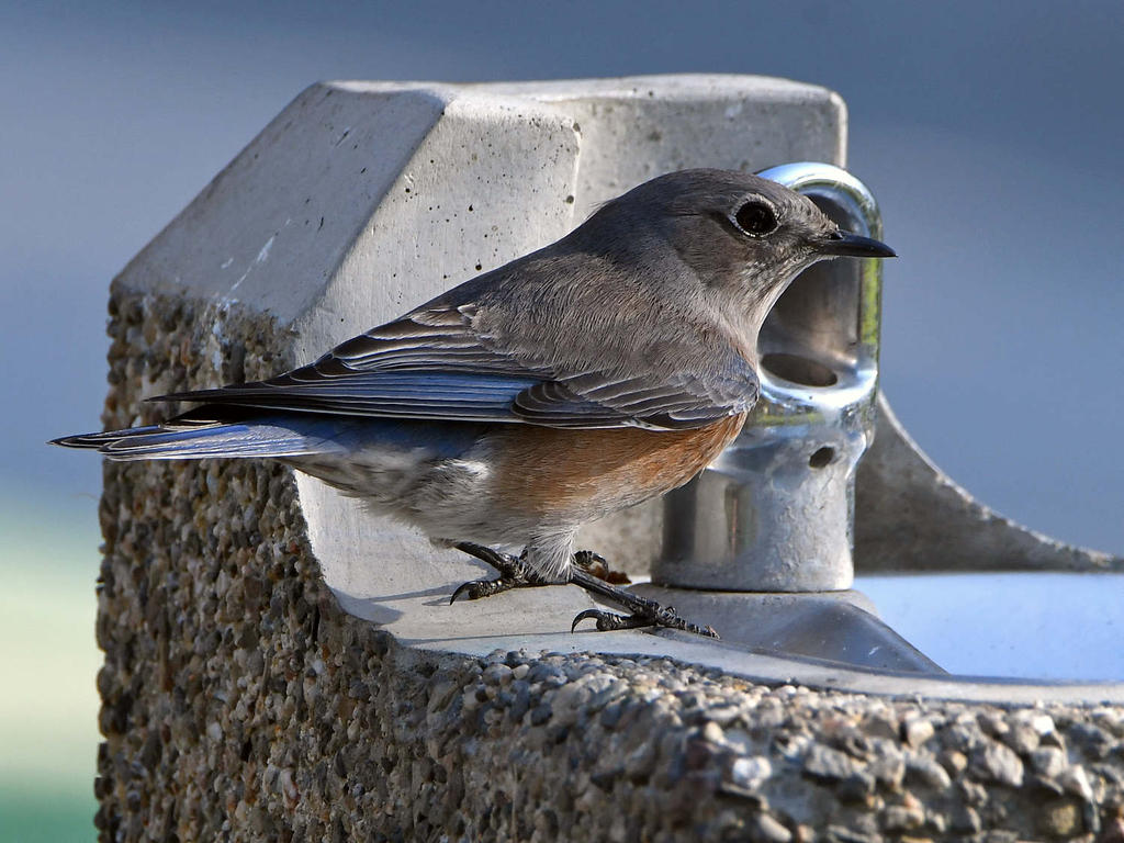 Bluebird5.jpg