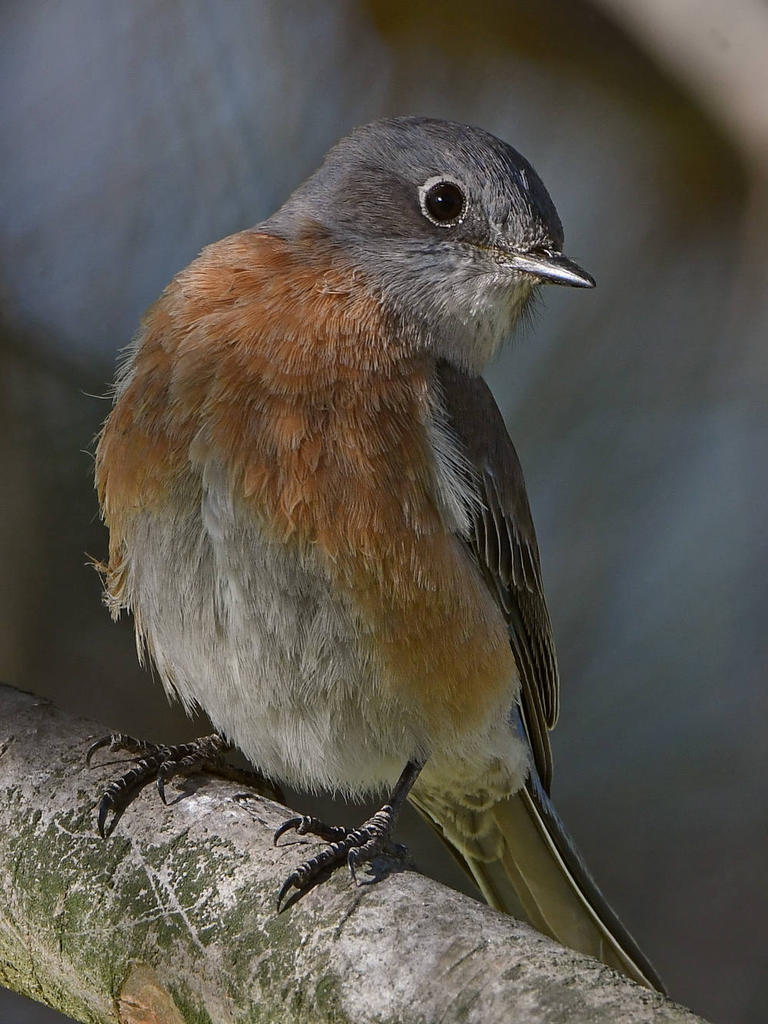 Bluebird5.jpg