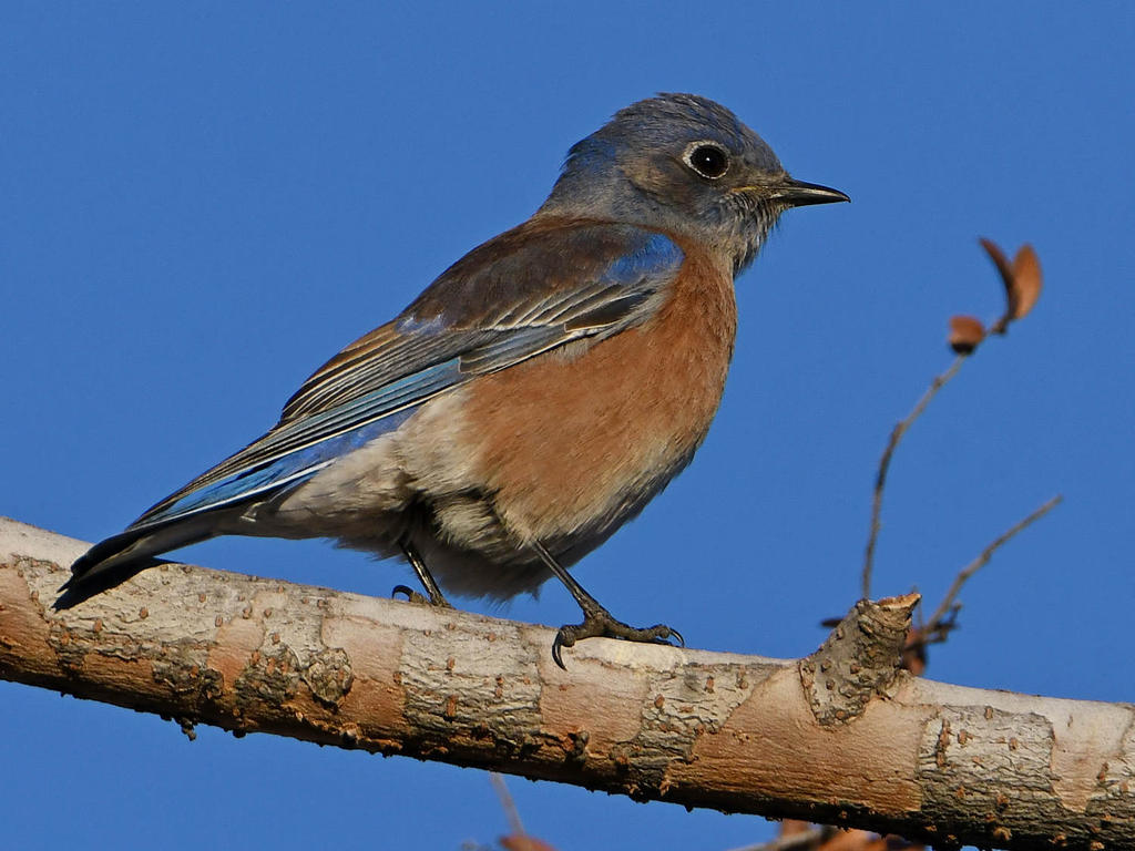 Bluebird5.jpg