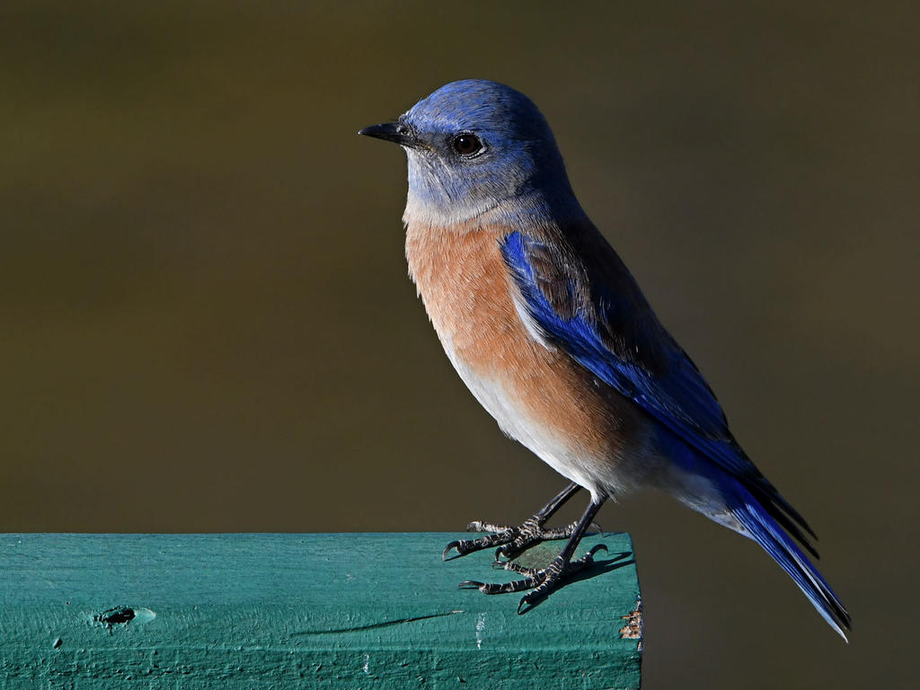 Bluebird5.jpg