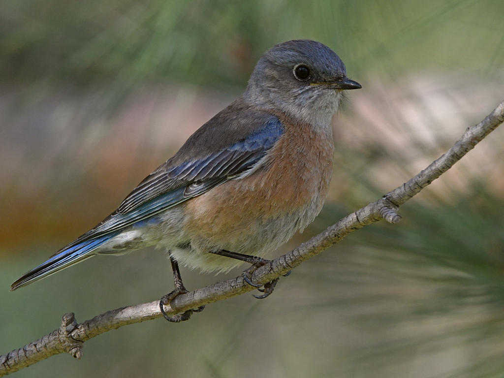 Bluebird5.jpg