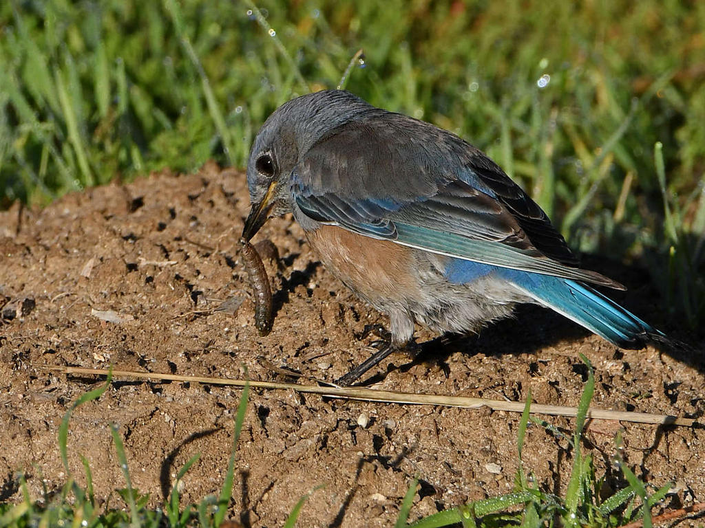 Bluebird5.jpg