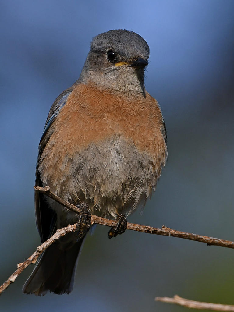 Bluebird5.jpg