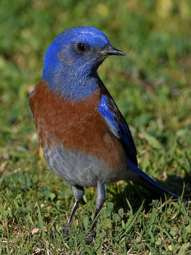 Bluebird5.jpg