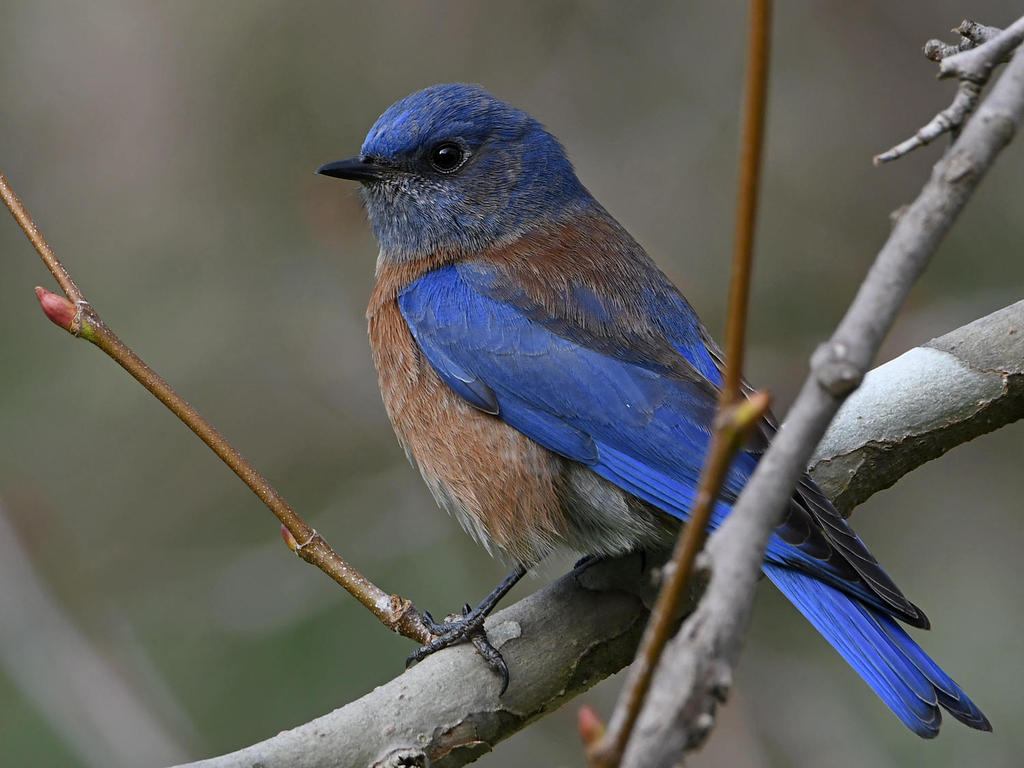 Bluebird5.jpg
