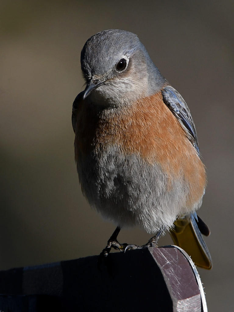 Bluebird5.jpg