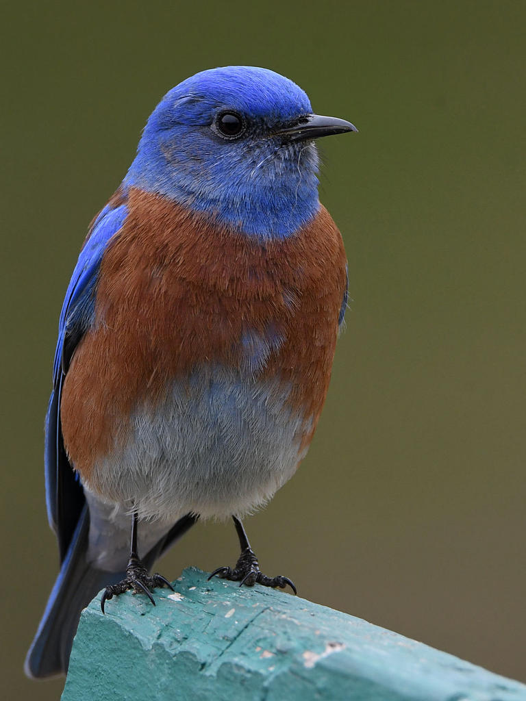 Bluebird5.jpg
