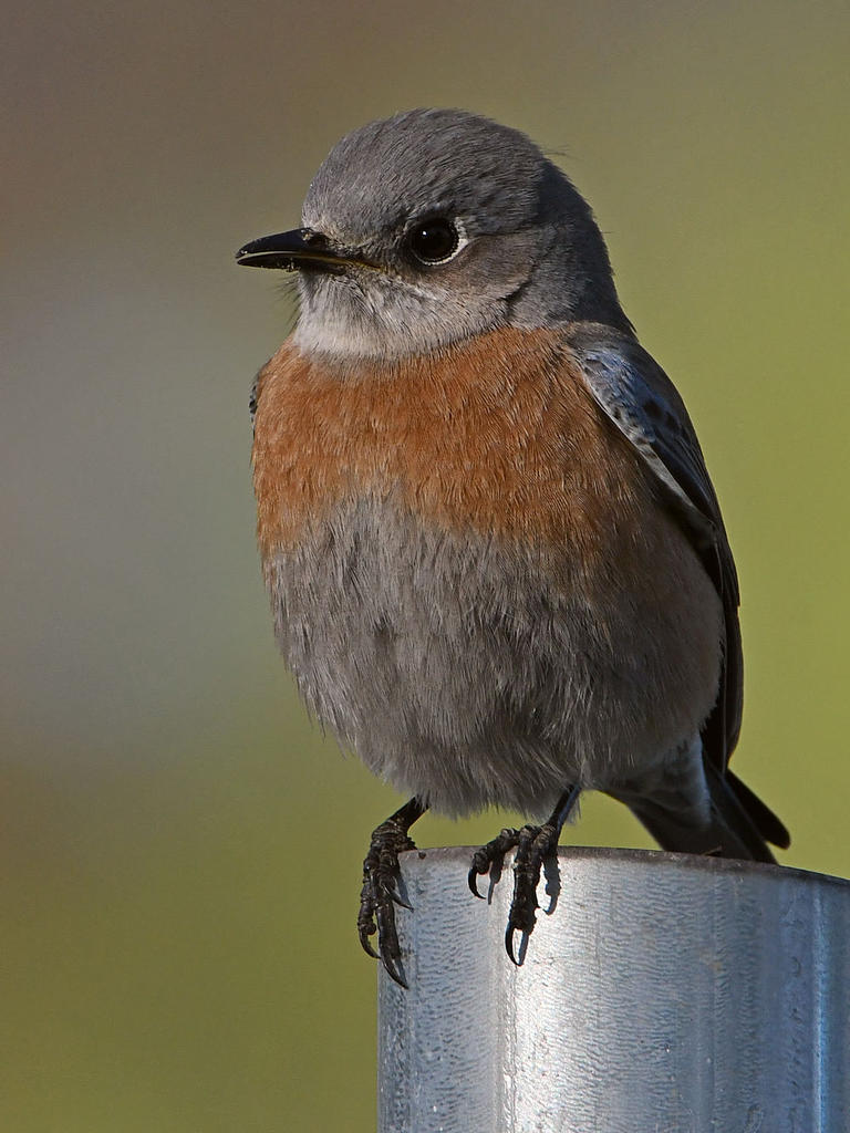 Bluebird5.jpg