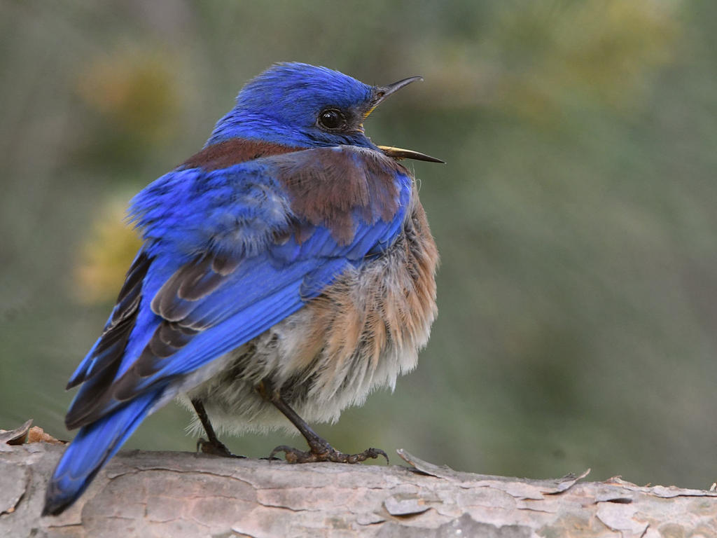Bluebird5.jpg