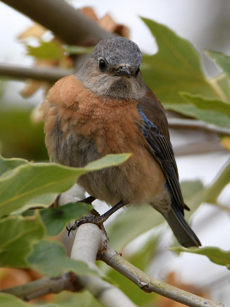 Bluebird5.jpg