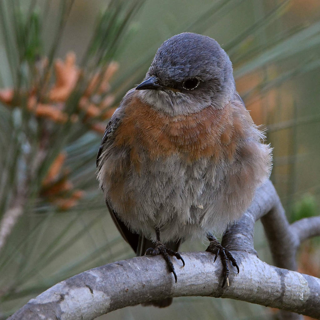 Bluebird5.jpg