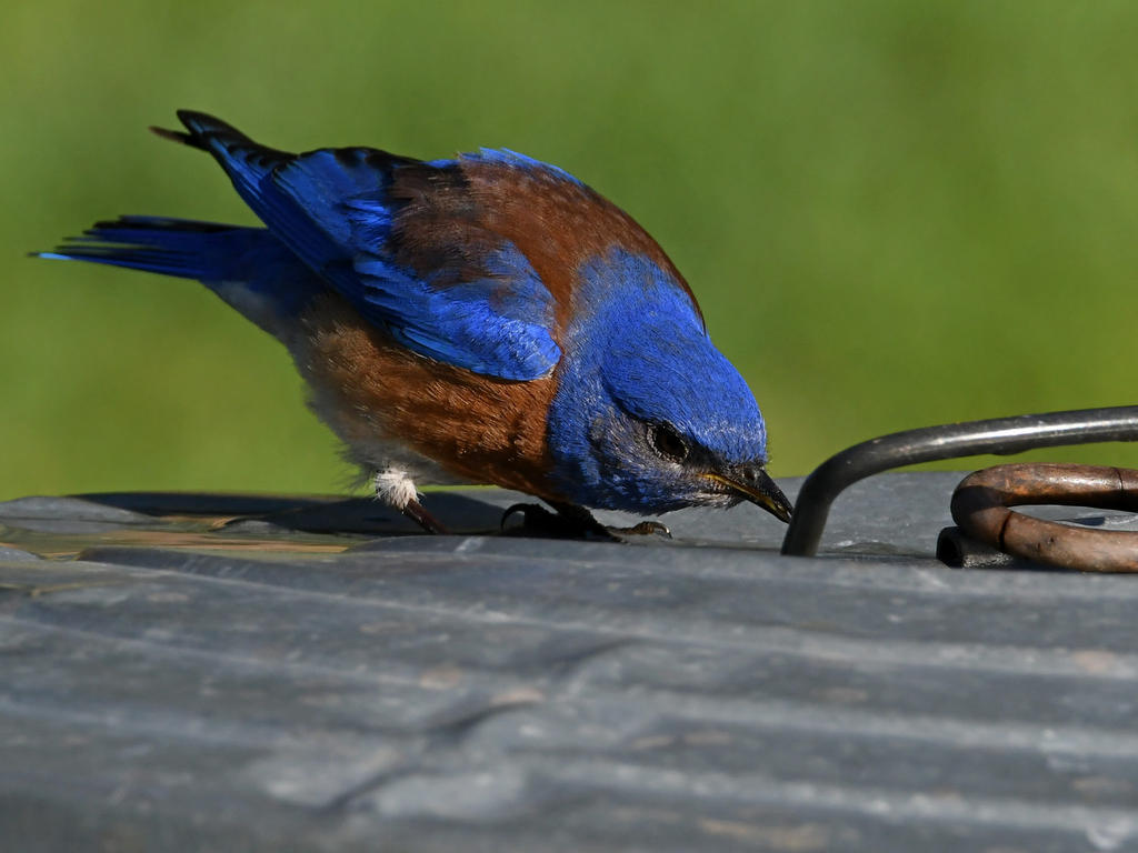 Bluebird5.jpg