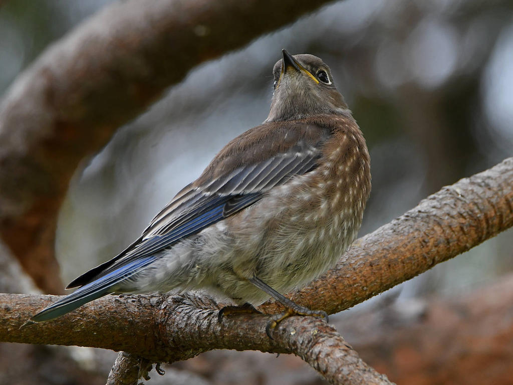 Bluebird5.jpg