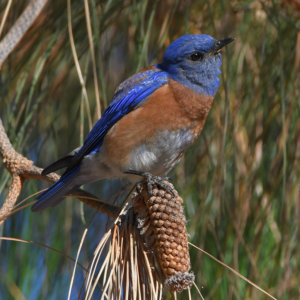 Bluebird5.jpg