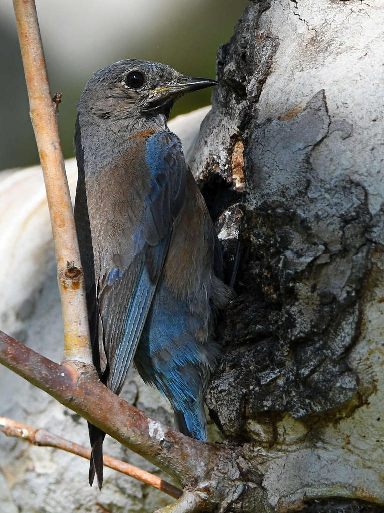 Bluebird5.jpg