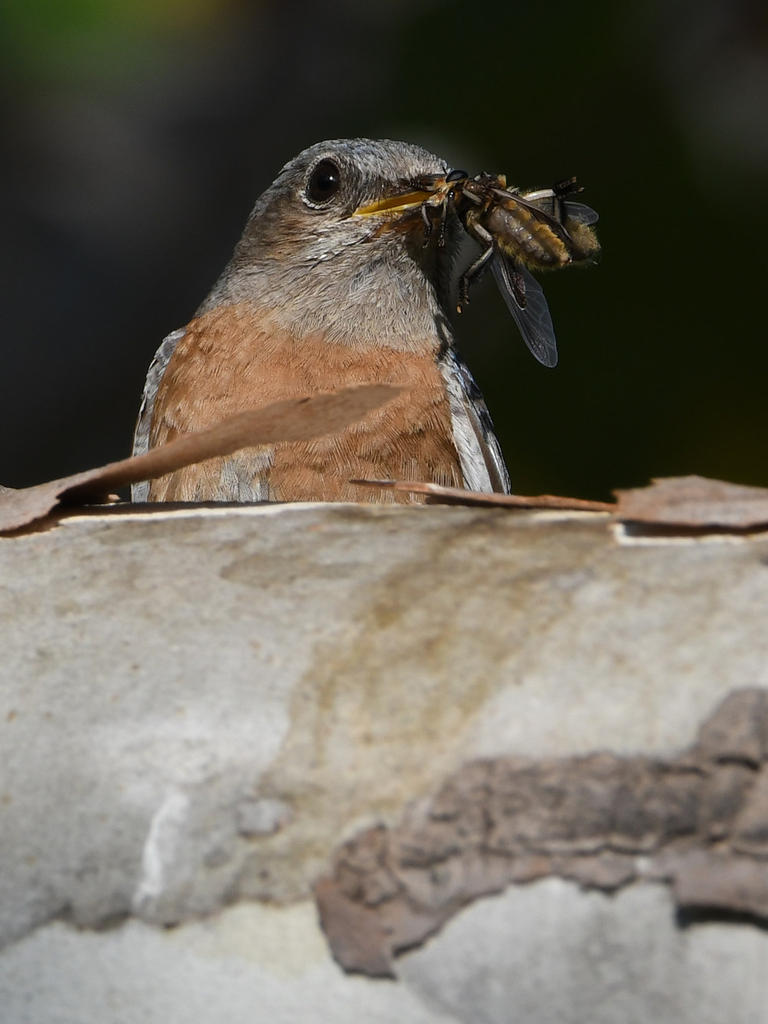 Bluebird5.jpg