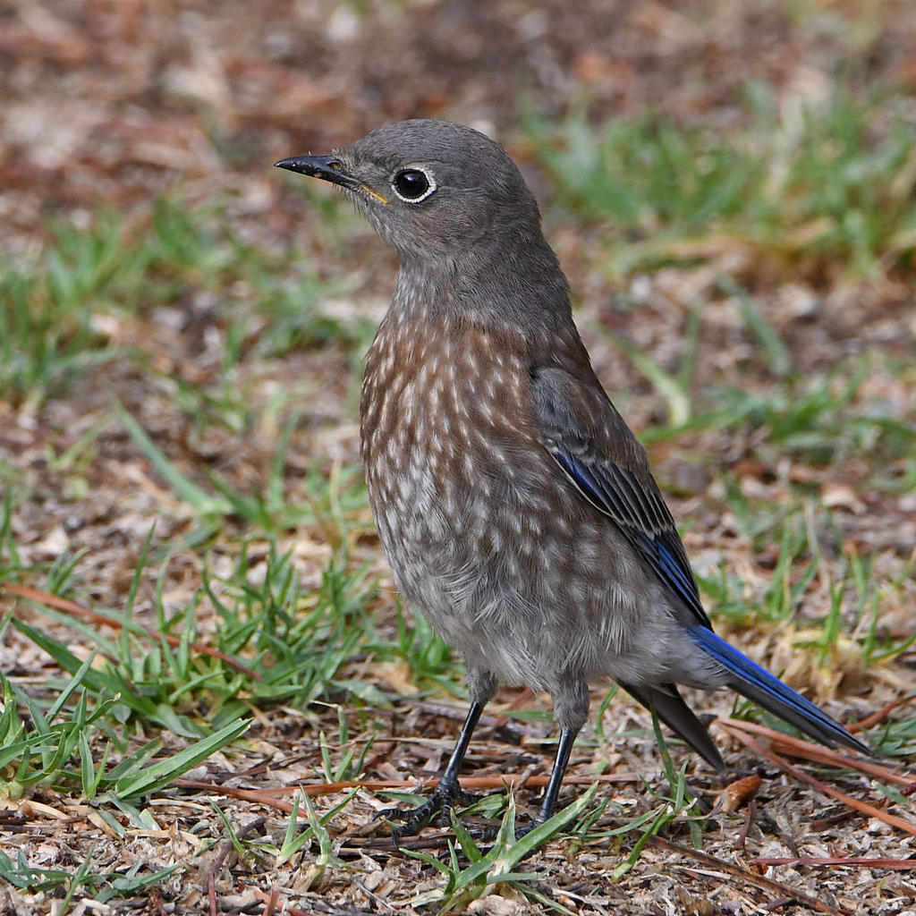 Bluebird5.jpg