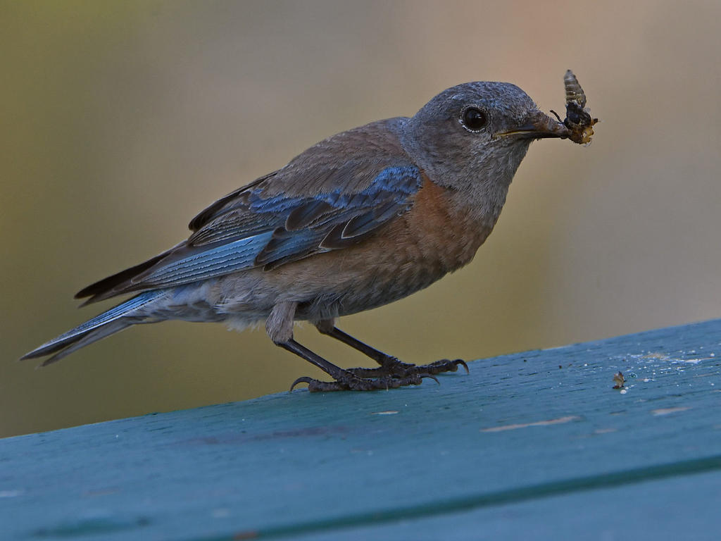 Bluebird5.jpg