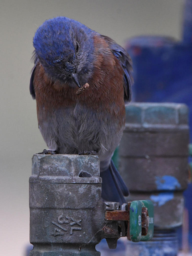 Bluebird5.jpg
