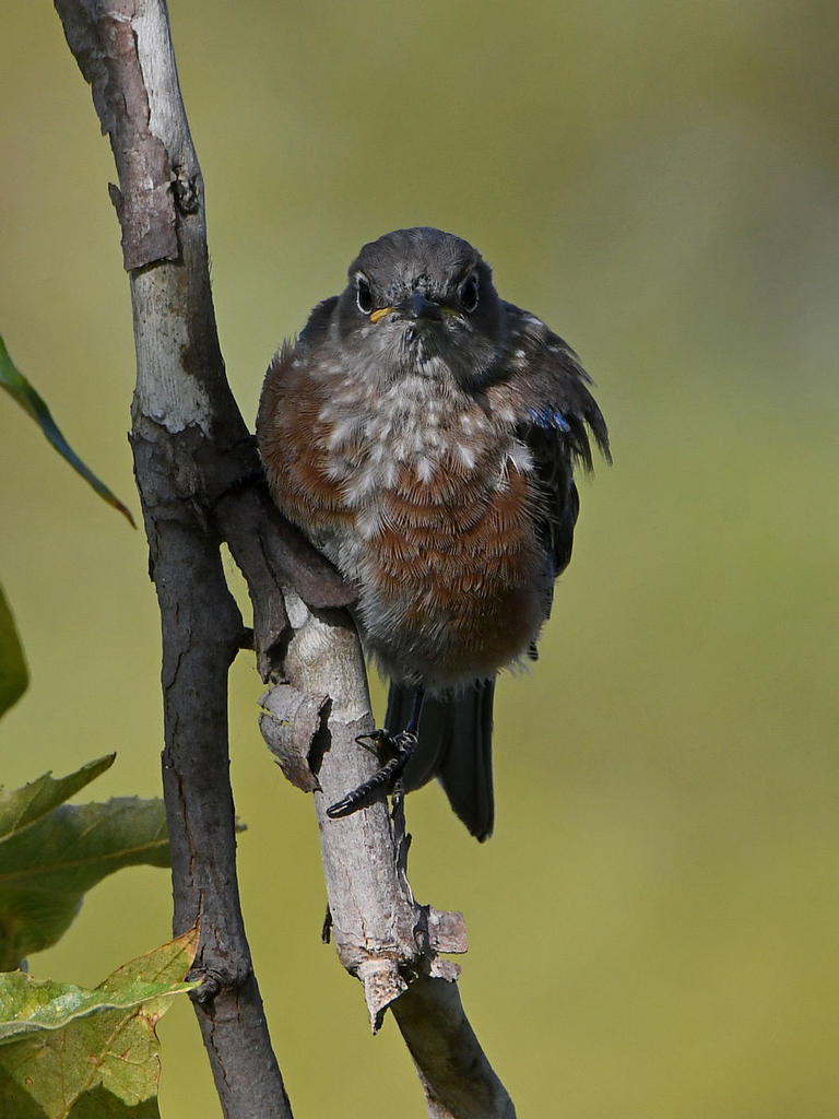 Bluebird5.jpg