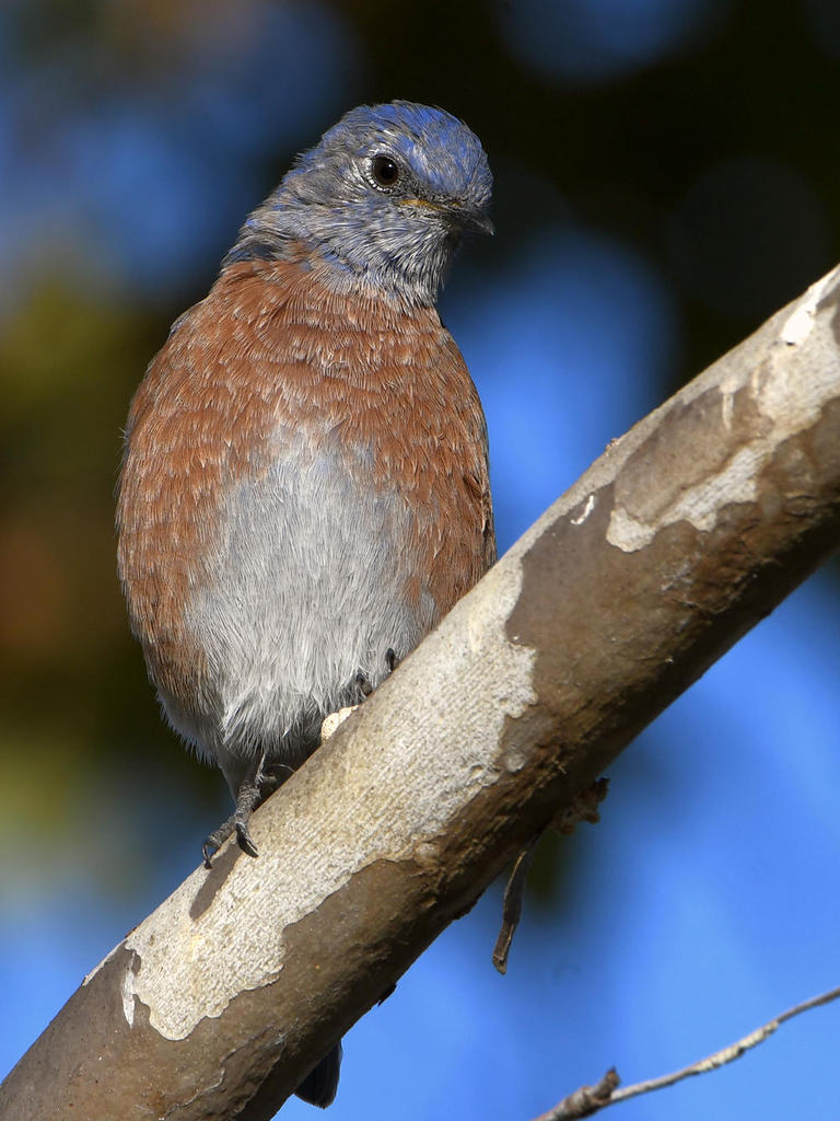 Bluebird5.jpg
