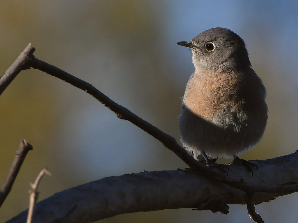 Bluebird5.jpg