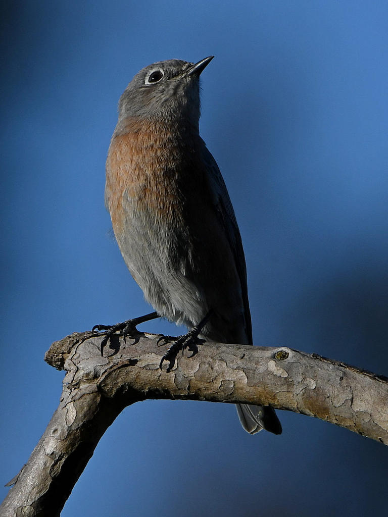Bluebird5.jpg