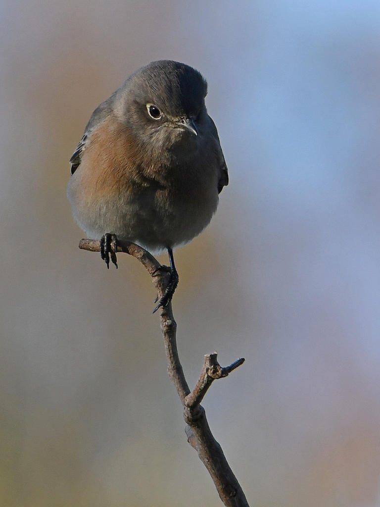 BlueBird5.jpg