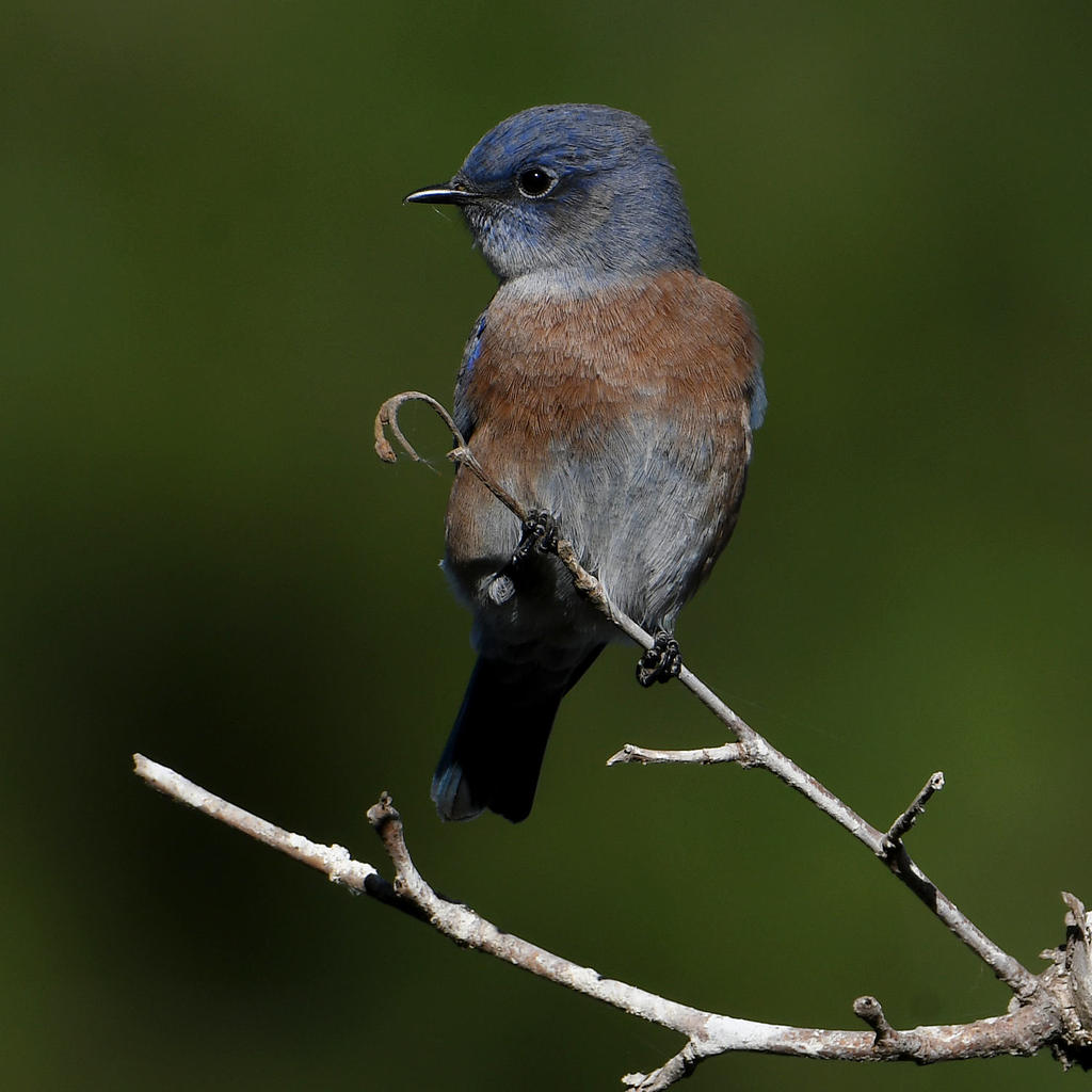 Bluebird5.jpg