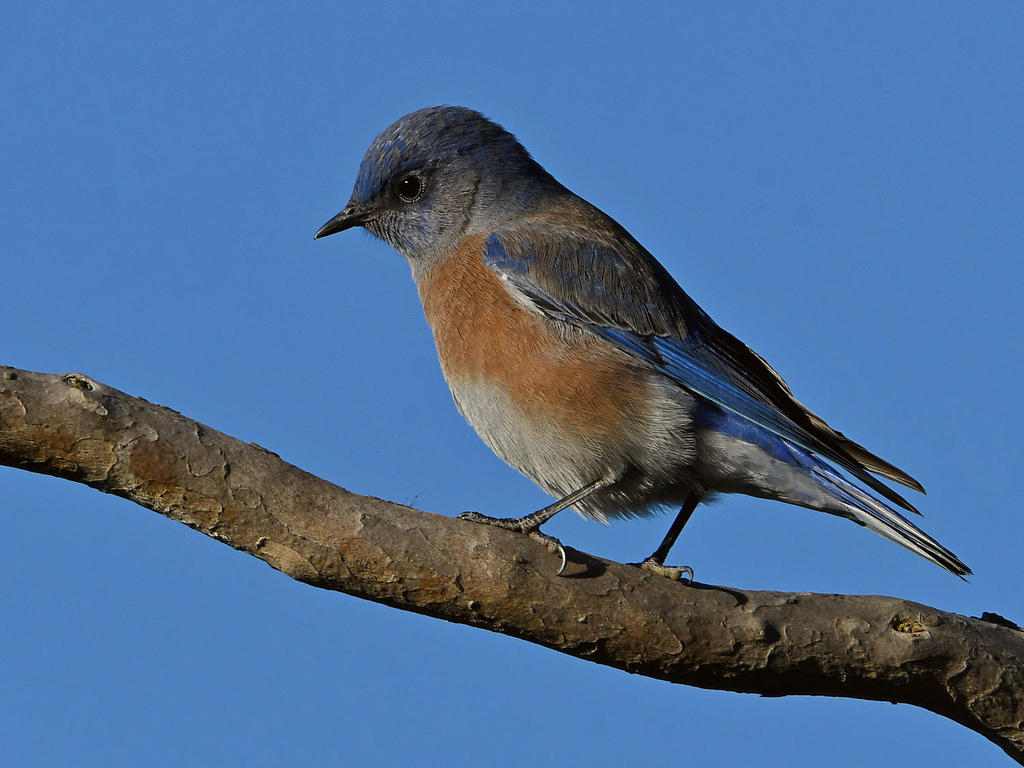 Bluebird5.jpg