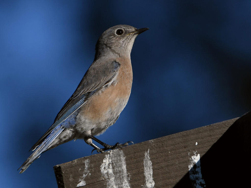 Bluebird5.jpg