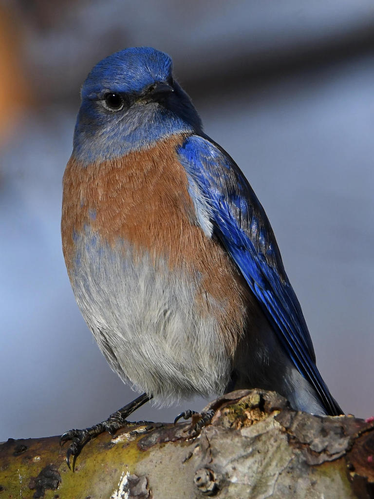 Bluebird5.jpg