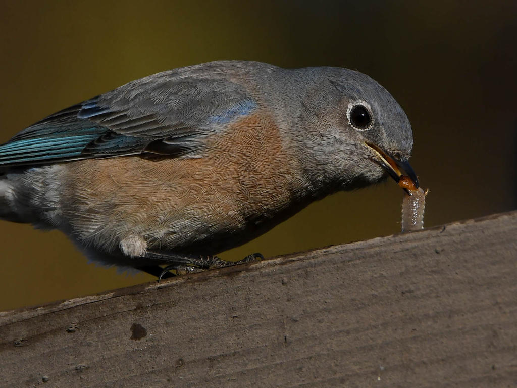 Bluebird5.jpg