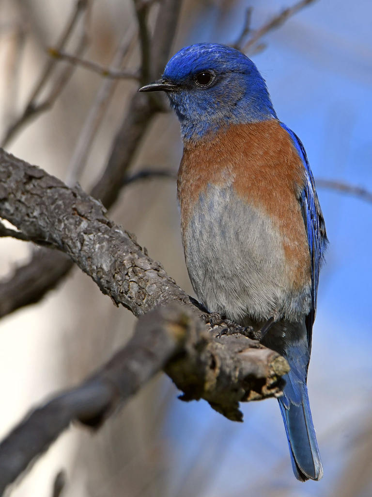 Bluebird5.jpg